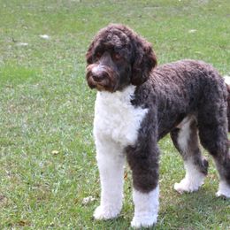 AUGGIE - Aussiedoodle