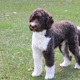 AUGGIE - Aussiedoodle