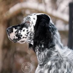 English Setters from Urban Uplander English Setters