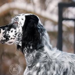 English Setters from Urban Uplander English Setters
