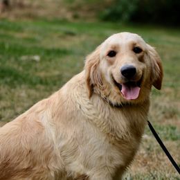 Kimber - Golden Retriever