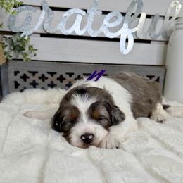 Polar Express - Merle female Bernedoodle puppy in Hegins, Pennsylvania from Bubbling Springs Doodles, LLC