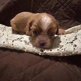 Gizmo - Ruby male Cavalier King Charles Spaniel puppy in Tahlequah, Oklahoma from Love Some Dogs Dachshunds & Cavalier King Charles Spaniels,Cavapoos