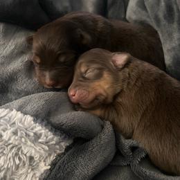 Girl 1 - Red tri female Toy Australian Shepherd puppy in Sulphur, Louisiana from Triple J Aussies and Corgis