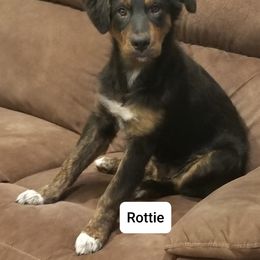 Australian Shepherd Puppies from Northridge Australian Shepherd Puppies