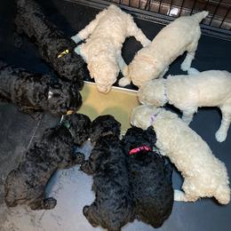 Poodle Puppies from Cisco Standard Poodles