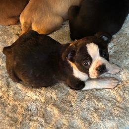 Black Male, orange collar - Black and white male Boston Terrier puppy in Mc Donough, Georgia from Ballard Boston Terriers