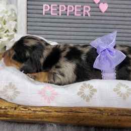 Dachshund Puppies from Heart 2 Heart Puppies