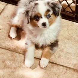 Miniature Australian Shepherd Puppies from Diamond R Aussies