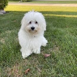 Lucy - Bolognese