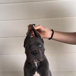 Gray Male 1 - Gray male Cane Corso puppy in Knoxville, Tennessee from Crowned Corso