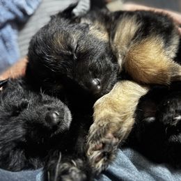 German Shepherd Puppies from Von Reams Kennels