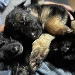 German Shepherd Puppies from Von Reams Kennels