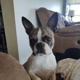 Nola - Boston Terrier
