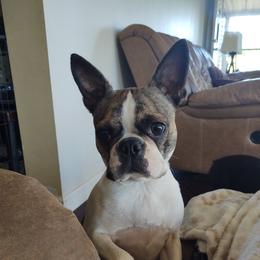 Nola - Boston Terrier