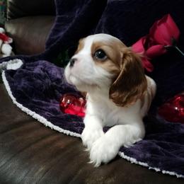 Holly - Blenheim female Cavalier King Charles Spaniel puppy in Franklin, North Carolina from Cavaliers of the County Macon