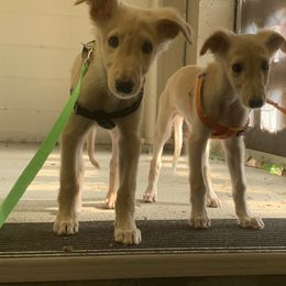 Silken Windhound Puppies from Regalant Silken Windhounds