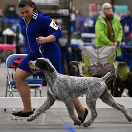 German Wirehaired Pointers from Altitude Kennel