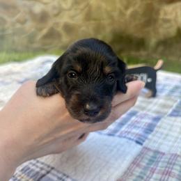 Black and tan - Black and tan male Dachshund puppy in Ozark, Alabama from Honey Hill Dachshunds