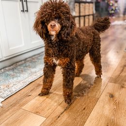 Blitz - Cockapoo