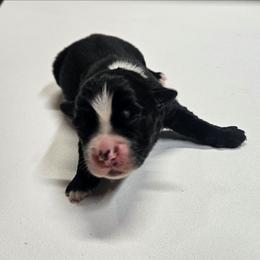 Mojave - Black & white male Miniature Australian Shepherd puppy in Orrtanna, Pennsylvania from Mountain Top Shepherd's