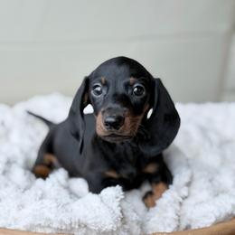 Enzo - Black and tan male Dachshund puppy in Crystal, Michigan from Mare-Bella Smoothcoat Edition