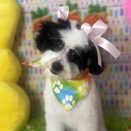 Snowie - Bernedoodle