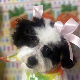 Snowie - Bernedoodle