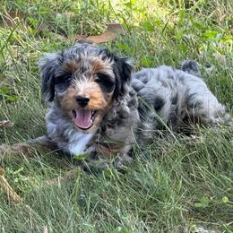 Samurai - Blue merle male Aussiedoodle puppy in Columbiaville, Michigan from Blue Eyes Aussies