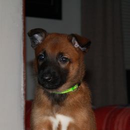 Belgian Malinois Puppies from Pyrex Kennels