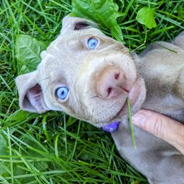 Weimaraner Puppies from SilverRush Weimaraners