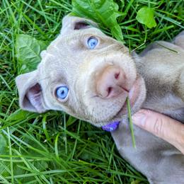 Weimaraner Puppies from SilverRush Weimaraners