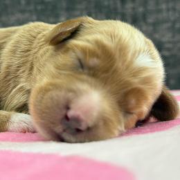 Tres - Red male Australian Labradoodle puppy in Calhoun, Louisiana from Arrowhead Australian Labradoodles
