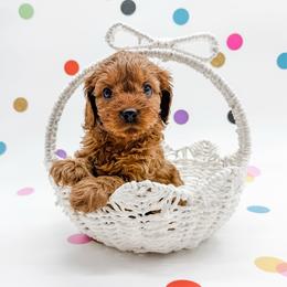 Dug - Red male Cavapoo puppy in Beresford, South Dakota from DAKOTA DOOD RANCH