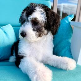 Yaquina - Black and white female Sheepadoodle puppy in Roseburg, Oregon from Sharon’s Sheepadoodle’s
