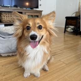 Female 3 - Black and tan female Pembroke Welsh Corgi puppy in Barstow, California from Caldwell’s Corgis of Southern California