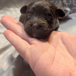 Dottie - Chocolate female Havanese puppy in Zanesville, Ohio from Charlotte Landry