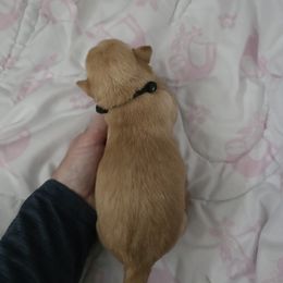 Red Wheaten - Female -  Black collar - Wheaten female Scottish Terrier puppy in Eva, Alabama from Schulte's  Scottish Terriers