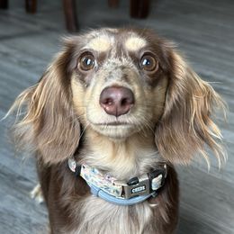 Porsche - Dachshund