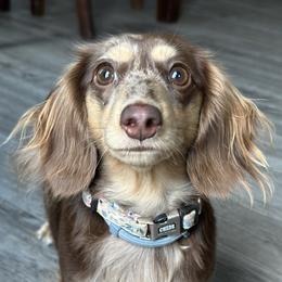 Porsche - Dachshund