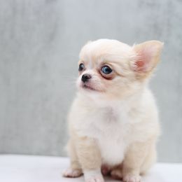 Royer Tiny little guy - Cream and white male Chihuahua puppy in Tulsa, Oklahoma from H-3 Chihuahuas