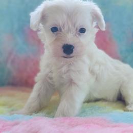 Powderpuff female 2 - White and black female Chinese Crested puppy in New Castle, Pennsylvania from Long Haul Cresteds & Long Rotts