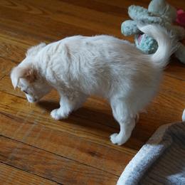 Chihuahua Puppies from Life of Riley's AKC Chihuahuas
