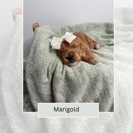Marigold - Apricot female Goldendoodle puppy in Las Vegas, Nevada from Bridges Goldendoodles