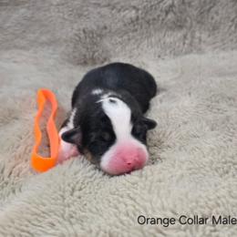 Orange Collar Male - Black and tan male Pembroke Welsh Corgi puppy in Tenino, Washington from LoneStar Corgis NW