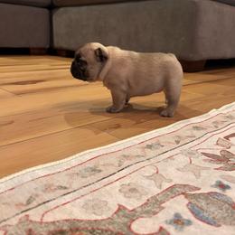 Willow - Fawn female French Bulldog puppy in Pittsburgh, Pennsylvania from Muddy Creek Frenchies