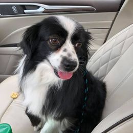 Miniature Australian Shepherd All Grown Up from Noble Custom Mini and Toy Aussies