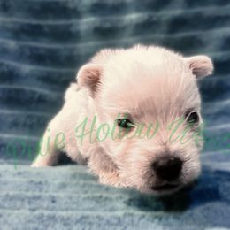 Blue - White male West Highland White Terrier puppy in Cleveland Tx, Texas from Pixie Hollow Westies