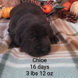Chloé - Charcoal female Dilute Retriever puppy in Madras, Oregon from GT Labradors