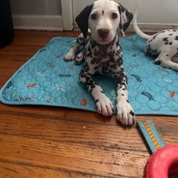 Pumpkin - White and liver brown female Dalmatian puppy in Westworth Village, Texas from Bri’s Spot Garden